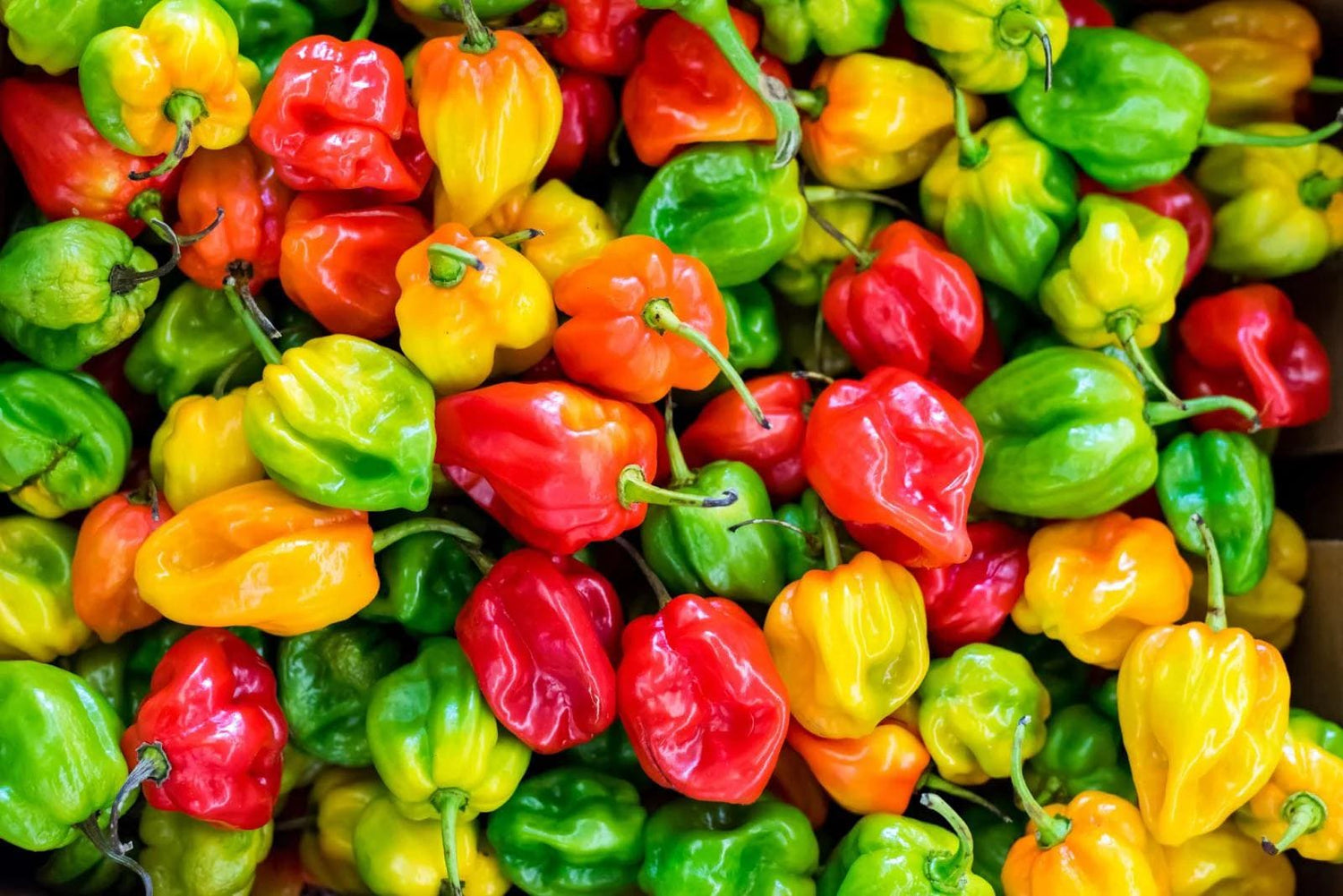 Habanero Pepper seeds mix, best gift for him her mom dad, birthday organic DIY gardening fruit vegetables herbs spices cooking baking