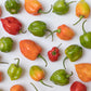 Habanero Pepper seeds mix, best gift for him her mom dad, birthday organic DIY gardening fruit vegetables herbs spices cooking baking