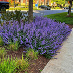 Cat Mint Seeds: Perennial Flowering Plant, Pet Friendly and Safe, Cats Love This, Organic Gardening