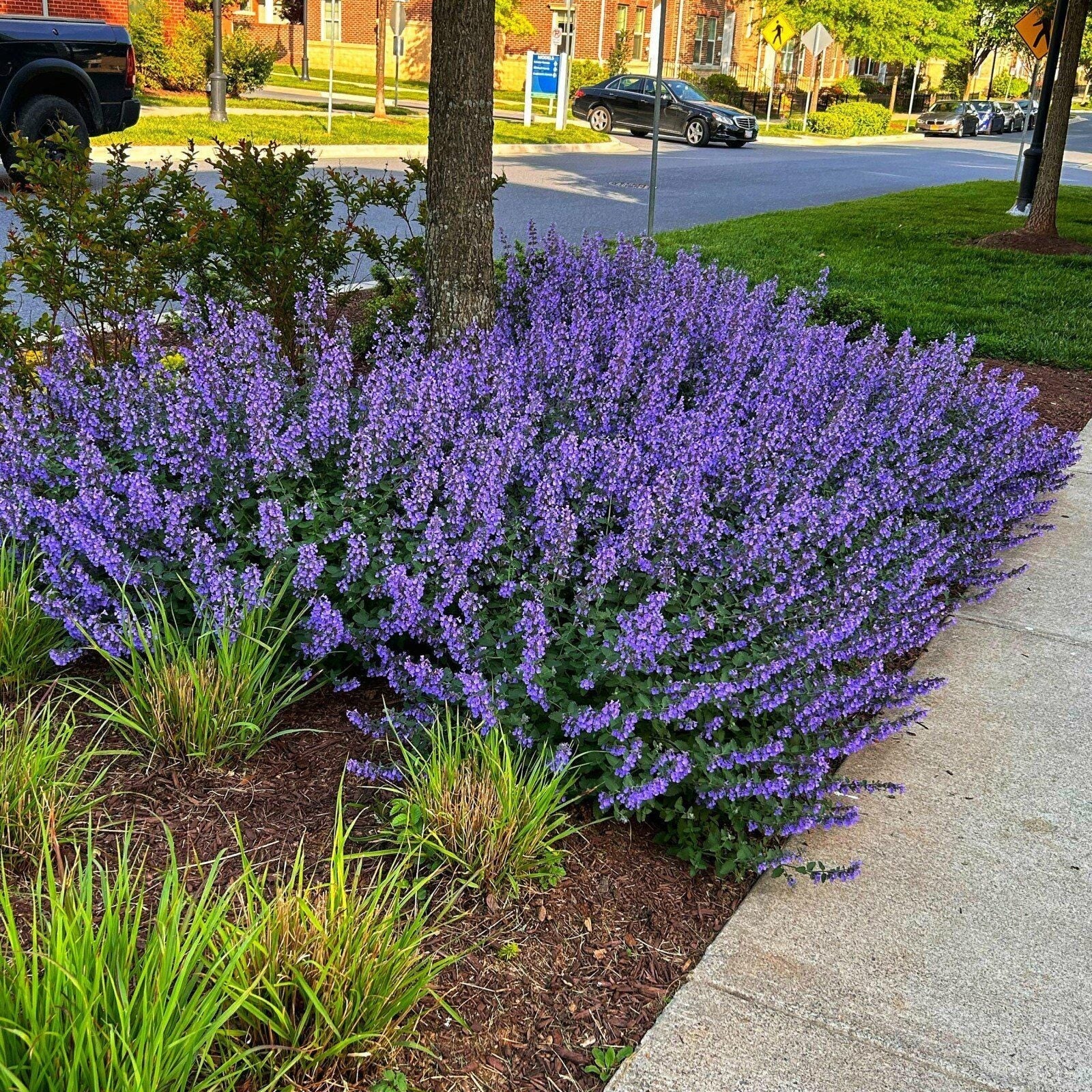 Cat Mint Seeds: Perennial Flowering Plant, Pet Friendly and Safe, Cats Love This, Organic Gardening