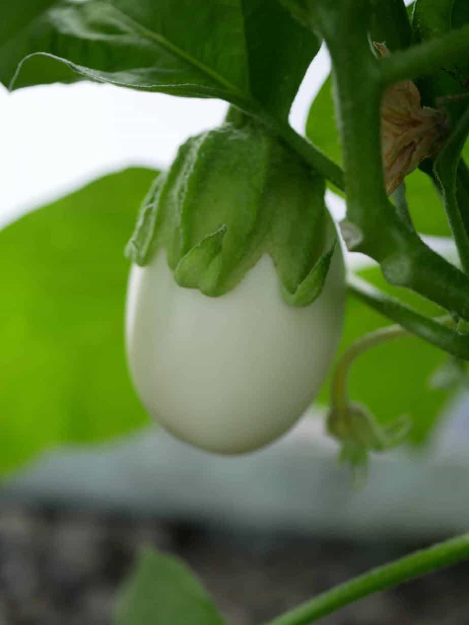 Aubergine White Egg seeds, Eggplant, White Garden Eggs, vegetables, best gift for him her mom dad, birthday organic DIY gardening fruit