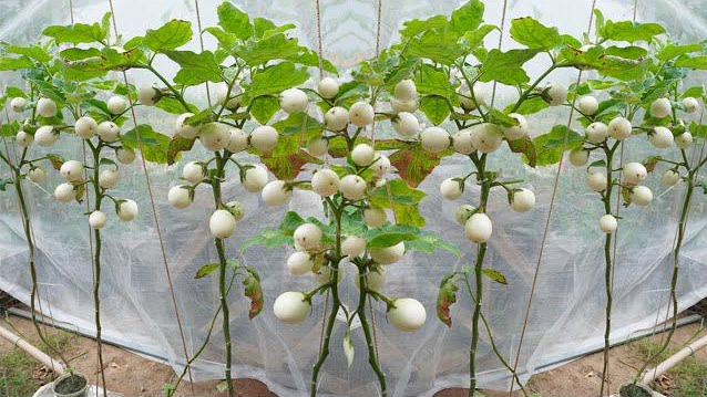 Aubergine White Egg seeds, Eggplant, White Garden Eggs, vegetables, best gift for him her mom dad, birthday organic DIY gardening fruit