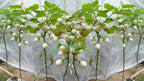 Aubergine White Egg seeds, Eggplant, White Garden Eggs, vegetables, best gift for him her mom dad, birthday organic DIY gardening fruit