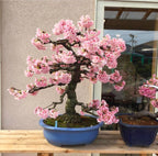 Japanese Pink Cherry Blossom Bonsai Tree Seeds: Sakura Gardening, Indoor & Outdoor Plant, Easy Care