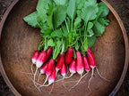 Radish "French Breakfast" best gift for him her mom dad, birthday organic DIY gardening healthy home grown tasty vegetables