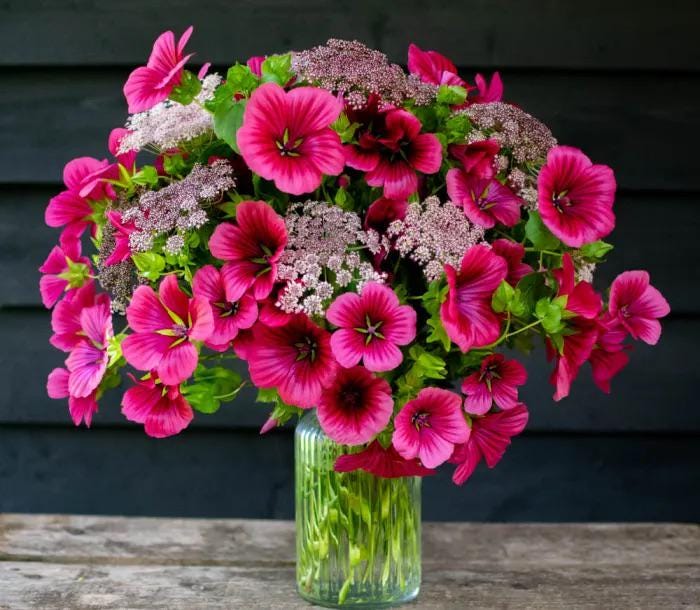 Malope Flower seeds, best gift for him her mom dad teacher, home decor DIY birthday pink flowering plants organic gardening Red Queen