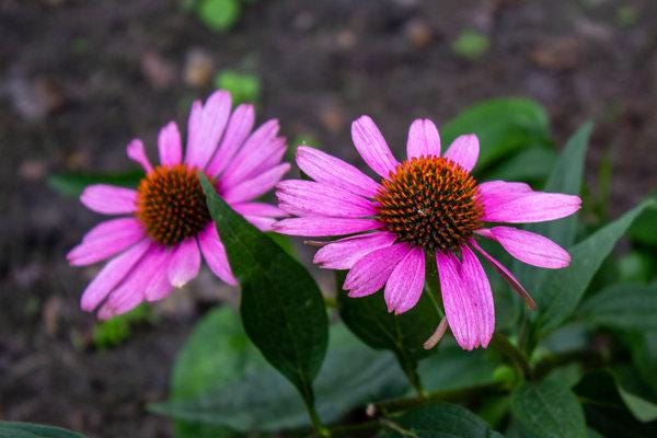Pink Rudbeckia Flower seeds, best gift for him her mom dad teacher, home decor DIY birthday pink flowering plants organic gardening