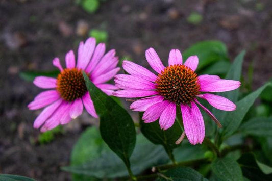 Pink Rudbeckia Flower seeds, best gift for him her mom dad teacher, home decor DIY birthday pink flowering plants organic gardening