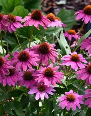 Pink Rudbeckia Flower seeds, best gift for him her mom dad teacher, home decor DIY birthday pink flowering plants organic gardening