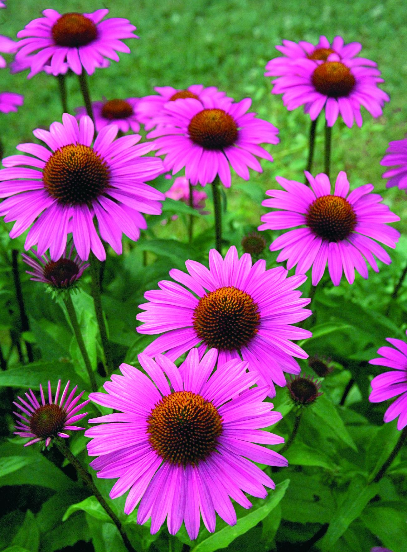 Pink Rudbeckia Flower seeds, best gift for him her mom dad teacher, home decor DIY birthday pink flowering plants organic gardening