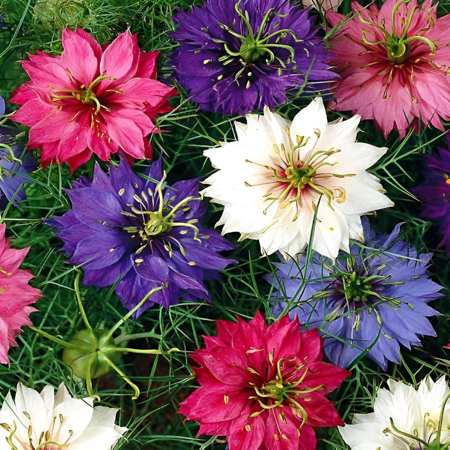 Fairy Flower seeds, kids love these gifts for him her mom dad teacher home decor DIY flowering house plants Persian Jewels, Love in the Mist