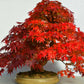 Red Maple Bonsai tree seeds, frost hardy perennial gift for him her mom dad teacher home decor birthday house plants DIY gardening easy care