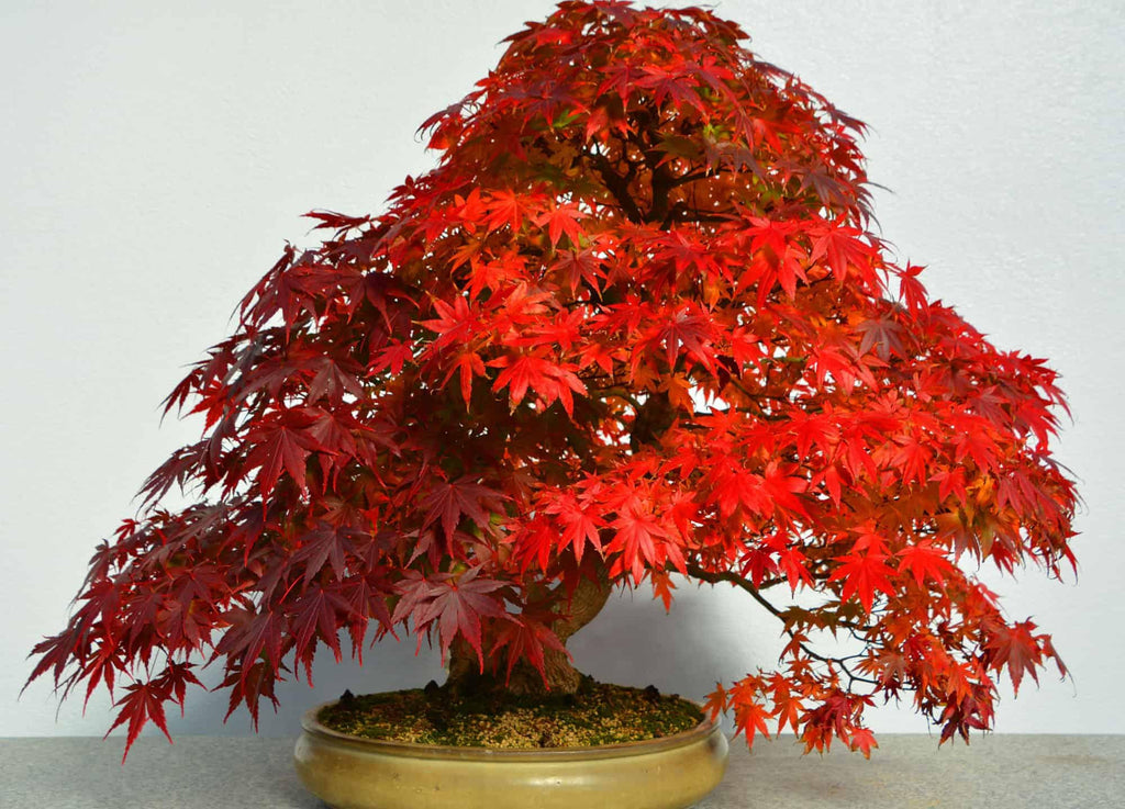 Red Maple Bonsai Tree Seeds: Acer Perennial for Indoor and Outdoor Gardening, Frost Hardy Perennial