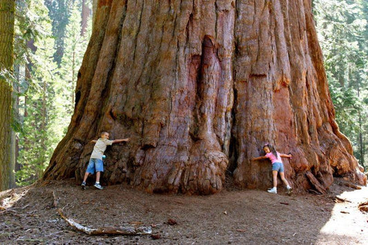 Giant Sequoia Tree seeds, Sequoiadendron giganteum The Tallest Tree in the WORLD, home decor gift for him her mom dad teacher gardening DIY