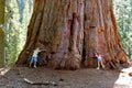 Giant Sequoia Tree Seeds: Grow the World's Tallest Tree, Largest Living Thing on Earth