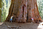 Giant Sequoia Tree Seeds: Grow the World's Tallest Tree, Largest Living Thing on Earth