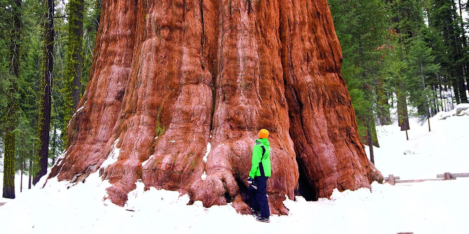 Giant Sequoia Tree Seeds: Grow the World's Tallest Tree, Largest Living Thing on Earth