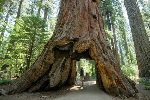 Giant Sequoia Tree seeds, Sequoiadendron giganteum The Tallest Tree in the WORLD, home decor gift for him her mom dad teacher gardening DIY