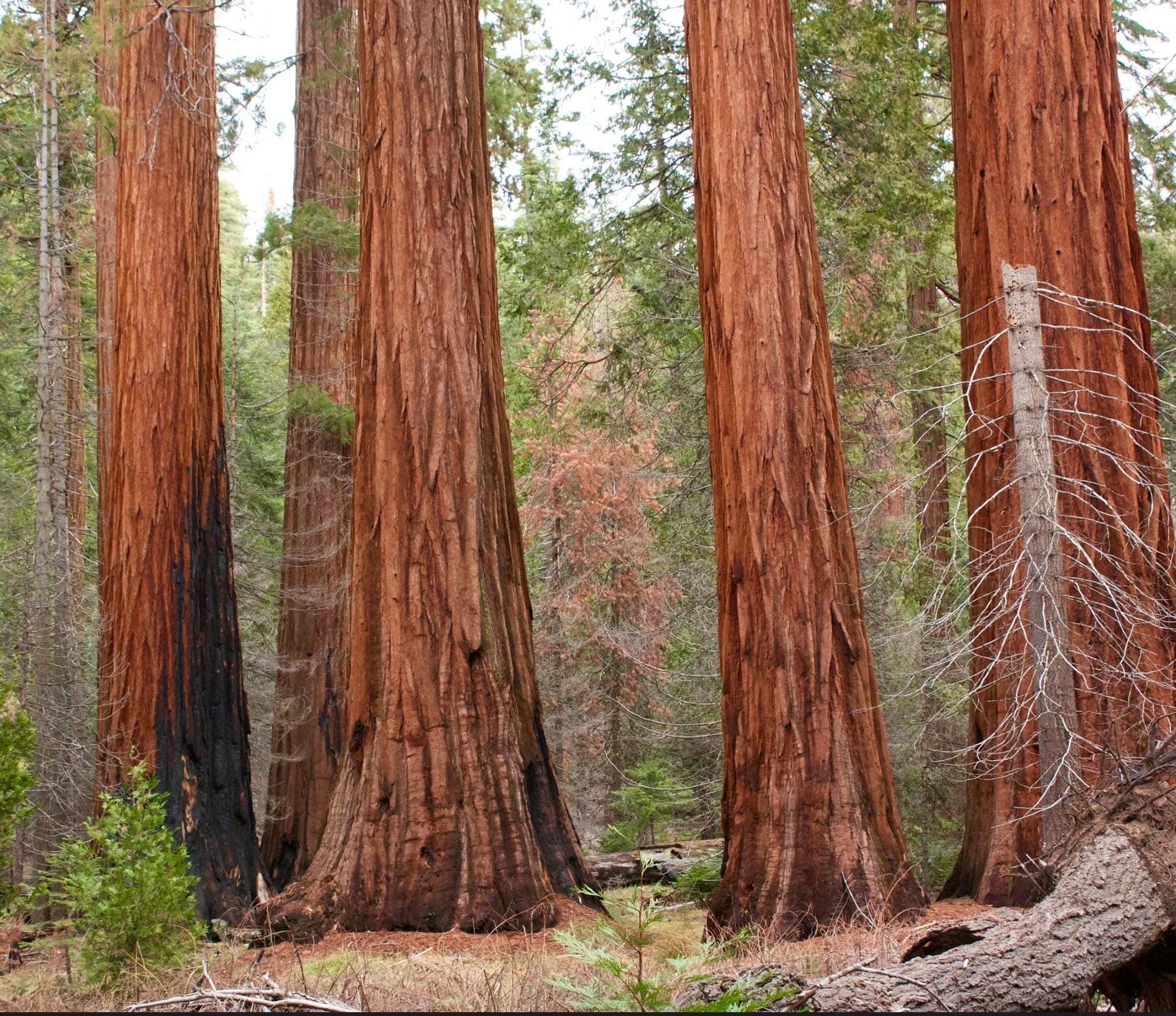Giant Sequoia Tree Seeds: Grow the World's Tallest Tree, Largest Living Thing on Earth