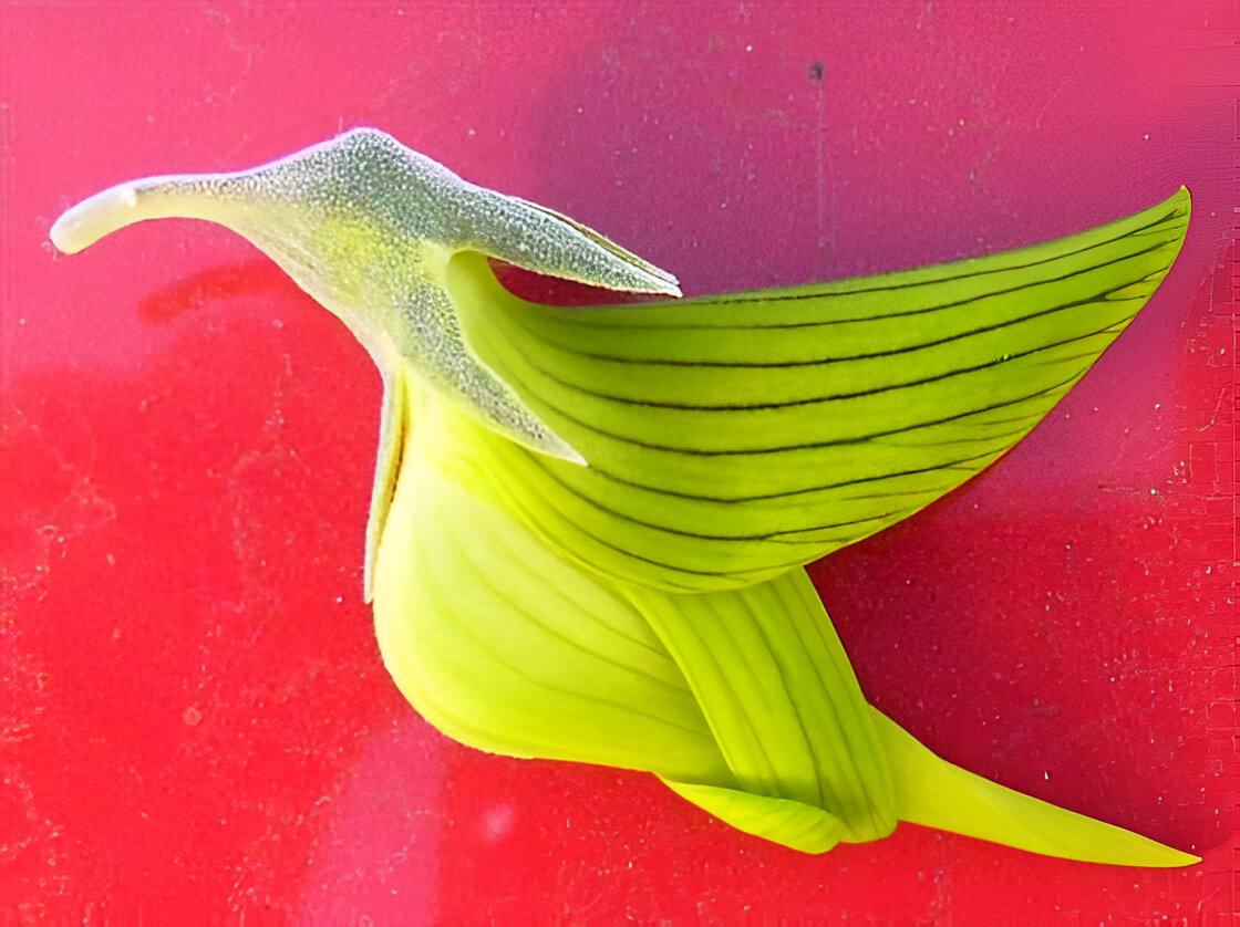 Green Birdflower seeds, Regal Bird Flower Crotalaria cunninghamii (seeds for all year round) gift for him her mom dad teacher DIY gardening