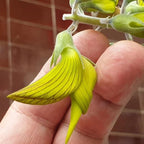 Green Birdflower seeds, Regal Bird Flower Crotalaria cunninghamii (seeds for all year round) gift for him her mom dad teacher DIY gardening