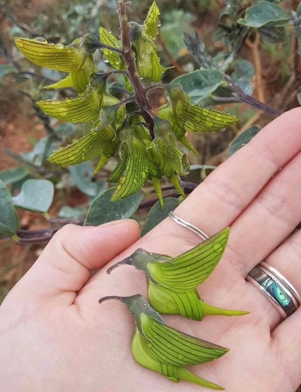 Bird flower seeds, Flowers like Hummingbirds, gift for him her mom dad home decor flowering house plants DIY gardening perennial, non-toxic