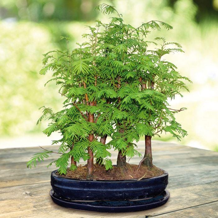 Metasequoia Bonsai Tree seeds, the fossil tree, 150 million years old, home decor gift for him her mom dad teacher gardening DIY