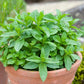 Mint seeds, Grow your own Mint in your kitchen or garden or balcony, gift for him her mom dad teacher, home decor DIY perennial herbs spices