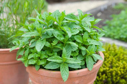 Mint seeds, Grow your own Mint in your kitchen or garden or balcony, gift for him her mom dad teacher, home decor DIY perennial herbs spices