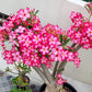 Pink Desert Rose Bonsai Tree seeds, home decor best gift for him her mom dad teacher Flowering house plants DIY organic gardening succulent