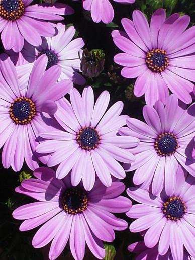 African Daisy Akila seeds, best gift for him her mom dad teacher, organic gardening, outdoor home decor birthday Purple White Pink