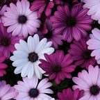 African Daisy Akila seeds, best gift for him her mom dad teacher, organic gardening, outdoor home decor birthday Purple White Pink