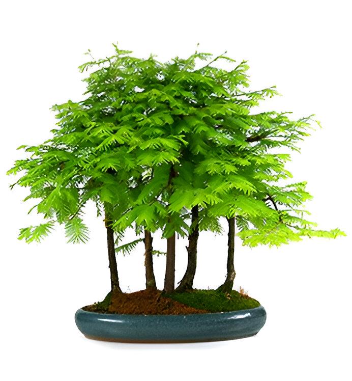Metasequoia Bonsai Tree seeds, the fossil tree, 150 million years old, home decor gift for him her mom dad teacher gardening DIY