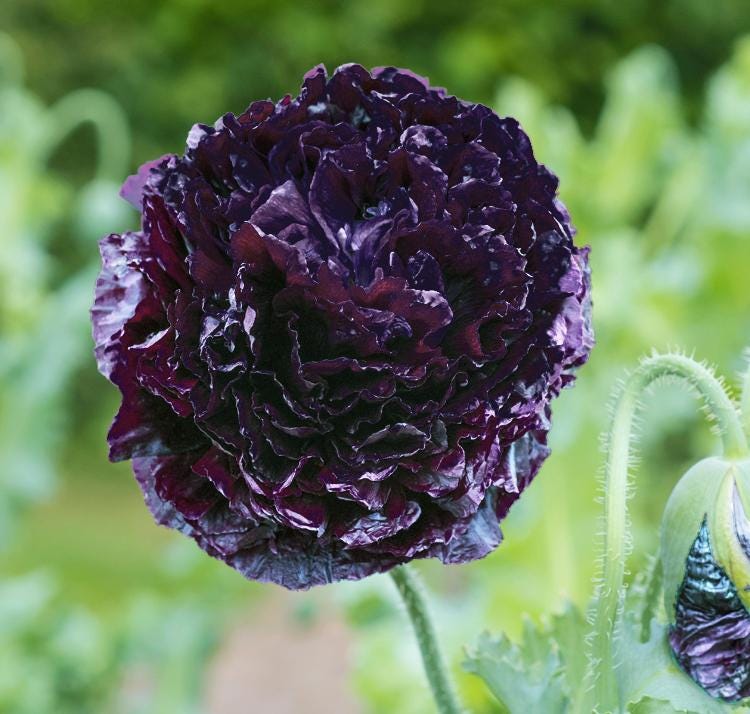 Black Peony Poppy seeds, flowering plant best gift for him her mom dad teacher home decor DIY birthday organic gardening