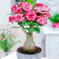 Pink Desert Rose Bonsai Tree seeds, home decor best gift for him her mom dad teacher Flowering house plants DIY organic gardening succulent