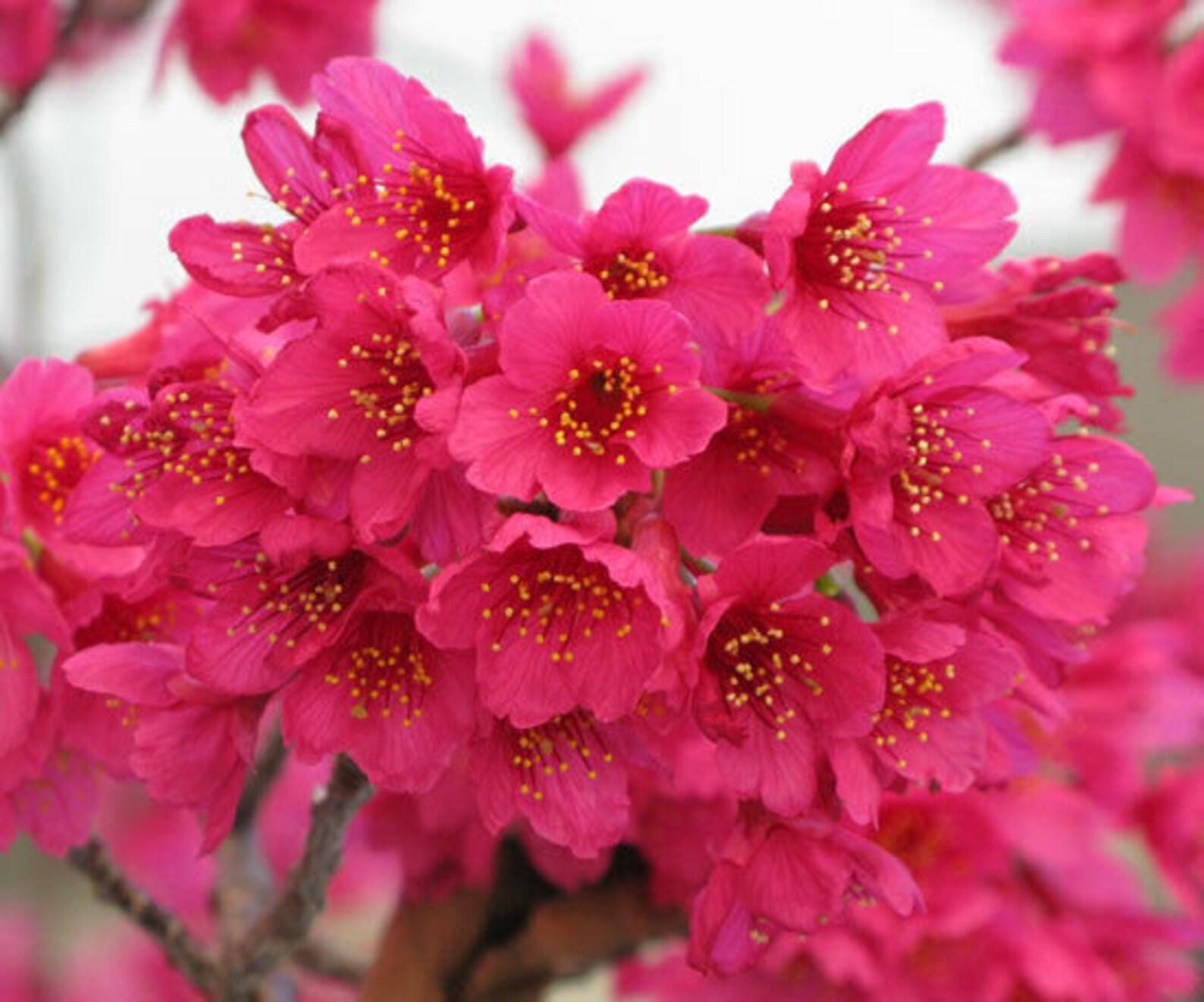 Taiwanese Pink Cherry Blossom Tree seeds, Campanulata Sakura home decor gift for him her mom dad gardening DIY flowering plants perennial