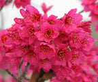 Taiwanese Pink Cherry Blossom Tree Seeds: Prunus campanulata, Sakura, Easy to Grow