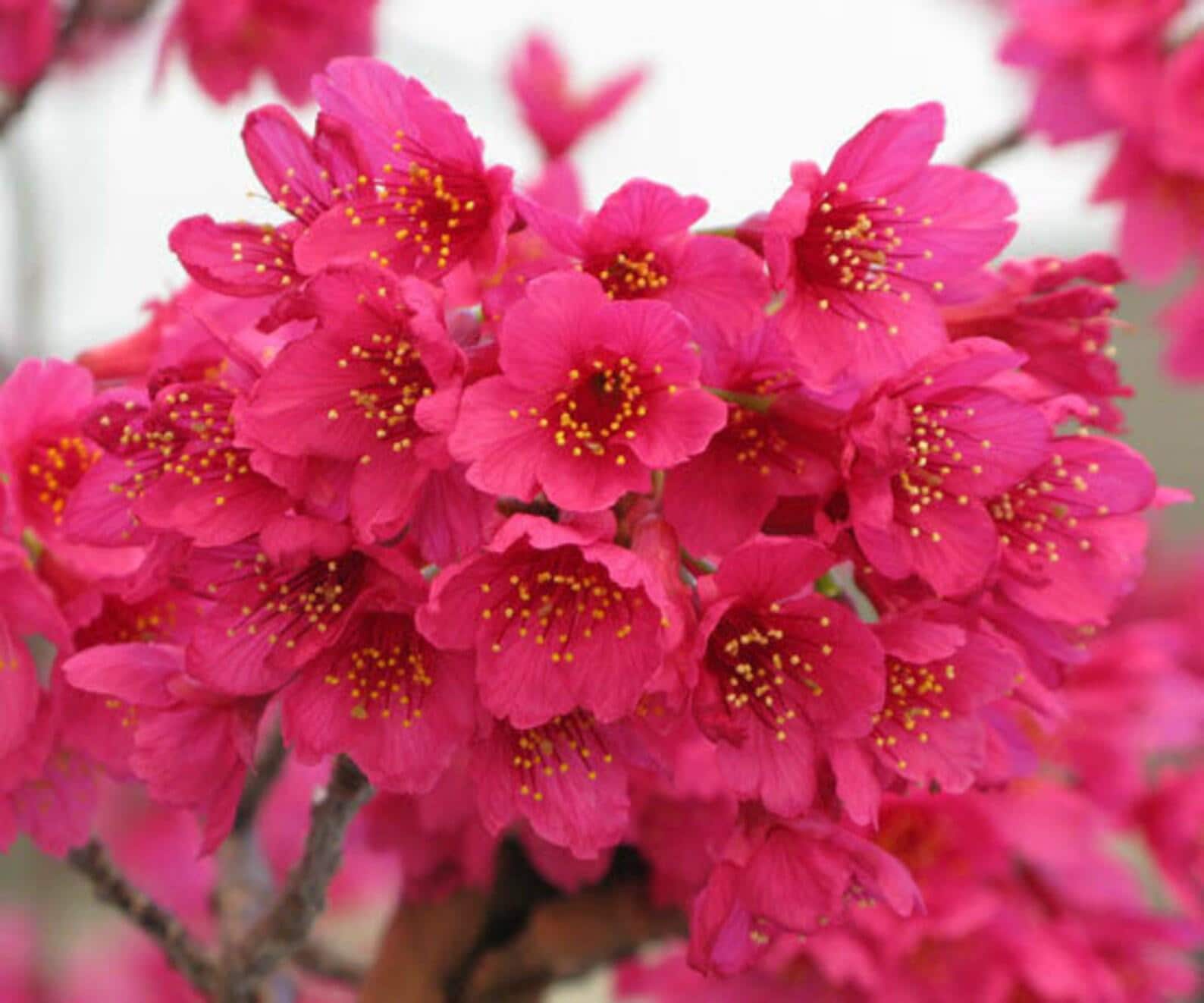 Taiwanese Pink Cherry Blossom Tree Seeds: Prunus campanulata, Sakura, Easy to Grow