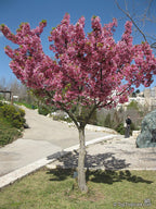 Taiwanese Pink Cherry Blossom Tree Seeds: Prunus campanulata, Sakura, Easy to Grow