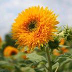 Sun Gold Teddy Bear Sunflower seeds, best gift for him her mom dad outdoor home decor birthday teacher gifts DIY flowering plants gardening