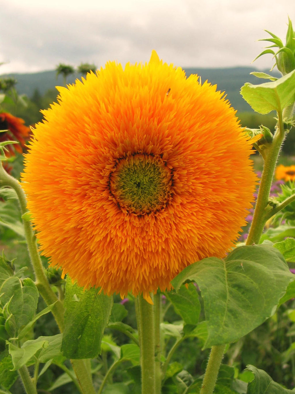 Sun Gold Teddy Bear Sunflower seeds, best gift for him her mom dad outdoor home decor birthday teacher gifts DIY flowering plants gardening