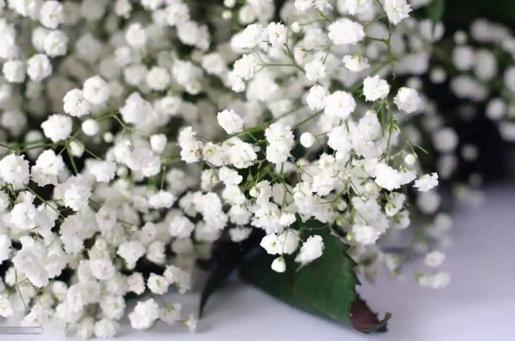 White Baby Breath Flower seeds, perennial Baby's Breath Flowers, gift for him her mom dad teacher organic gardening home decor DIY