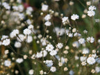 White Baby Breath Flower seeds, perennial Baby's Breath Flowers, gift for him her mom dad teacher organic gardening home decor DIY