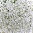 White Baby Breath Flower seeds, perennial Baby's Breath Flowers, gift for him her mom dad teacher organic gardening home decor DIY