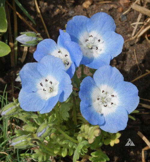 Nemophila 'Baby Blue Eyes' Flowers Seeds: Create Amazing Flower Beds, Organic Gardening