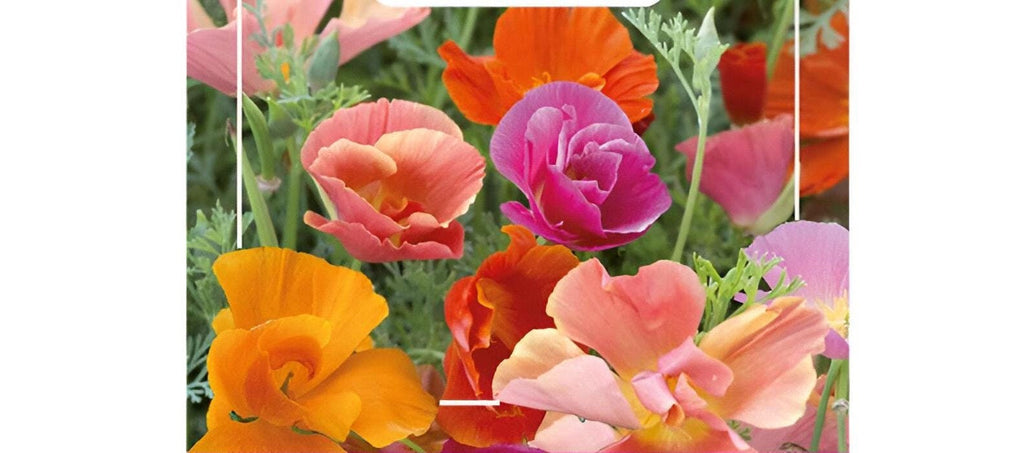 Thai Silk Poppy Flower