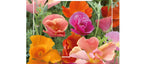 Thai Silk Poppy Flower