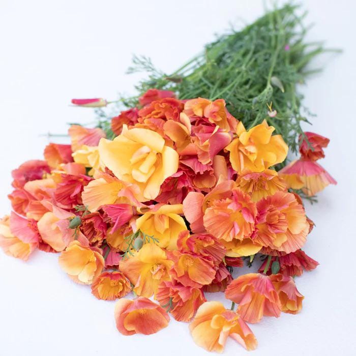 Thai Silk Poppy Flower seeds, pastel colours, best gift for him her mom dad teacher, DIY gardening home decor, flowering plants