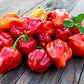 Habanero Pepper seeds mix, best gift for him her mom dad, birthday organic DIY gardening fruit vegetables herbs spices cooking baking