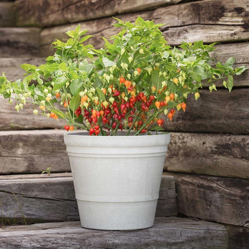 Biquinho pepper seeds, capsicum best gift for him her mom dad, birthday organic DIY gardening fruit vegetables herbs spices cooking baking